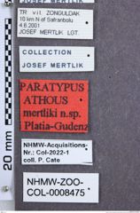 Etikette zu Athous (Orthathous) mertliki (Platia & Gudenzi, 2002) (NHMW-ZOO-COL-0008475)